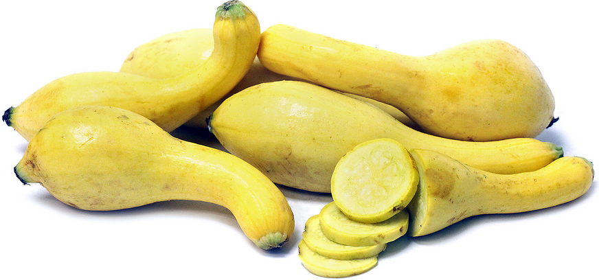 Crookneck Squash picture