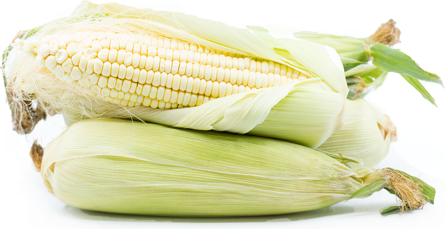 White Corn picture