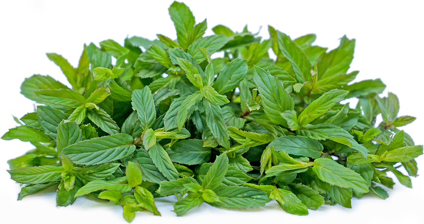 Persian Mint picture