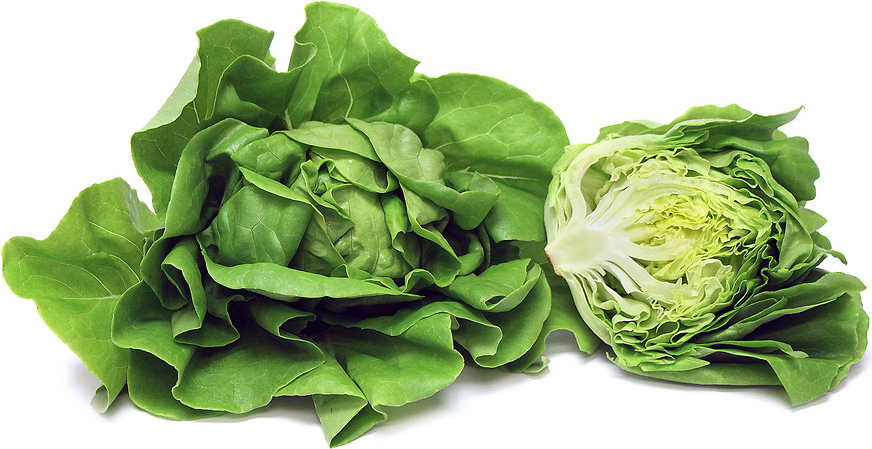 Hydro Green Butter Lettuce picture