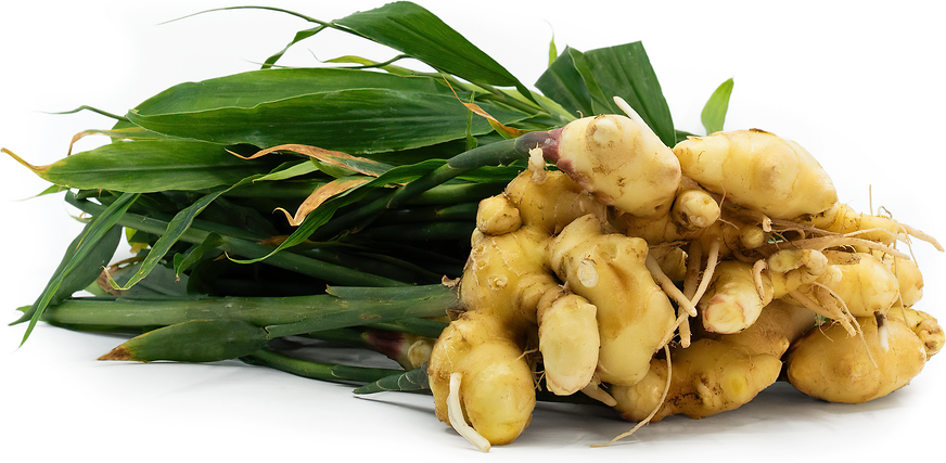 Root Ginger w/Top picture