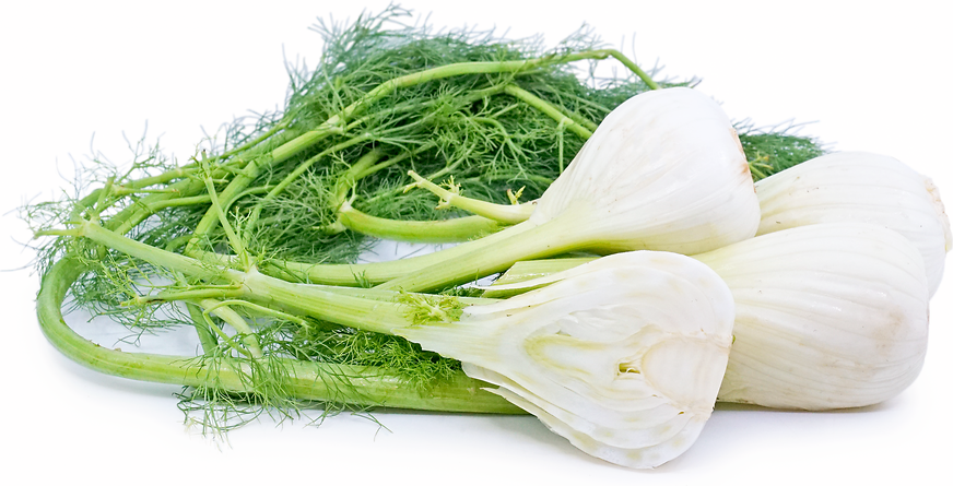 Fennel picture