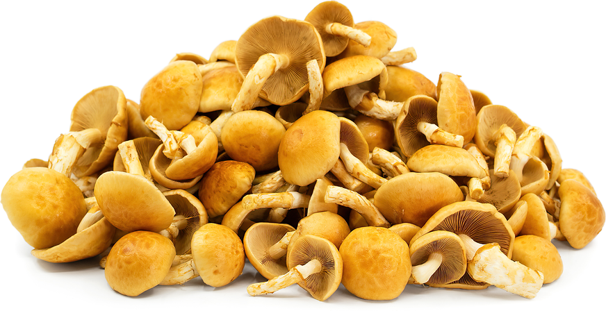 Nameko Mushrooms picture