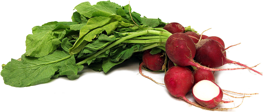 Red Radish picture