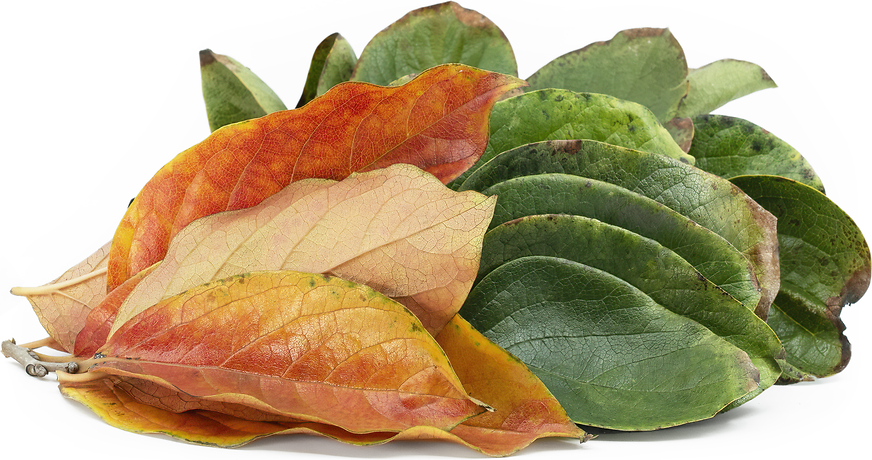 Persimmon Leaves picture