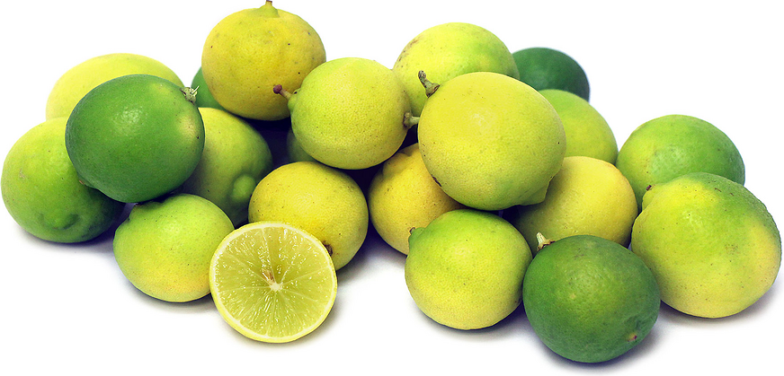 Key Limes picture