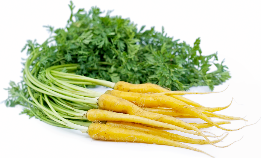 Baby Yellow Bunch Carrots picture