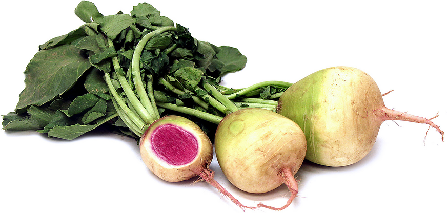 Watermelon Radish picture