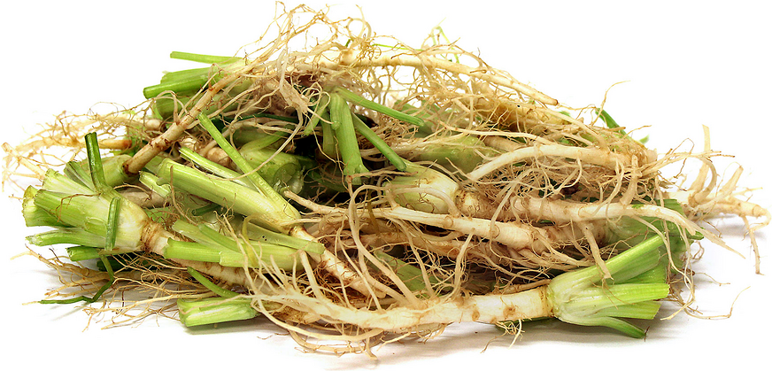 Cilantro Roots picture